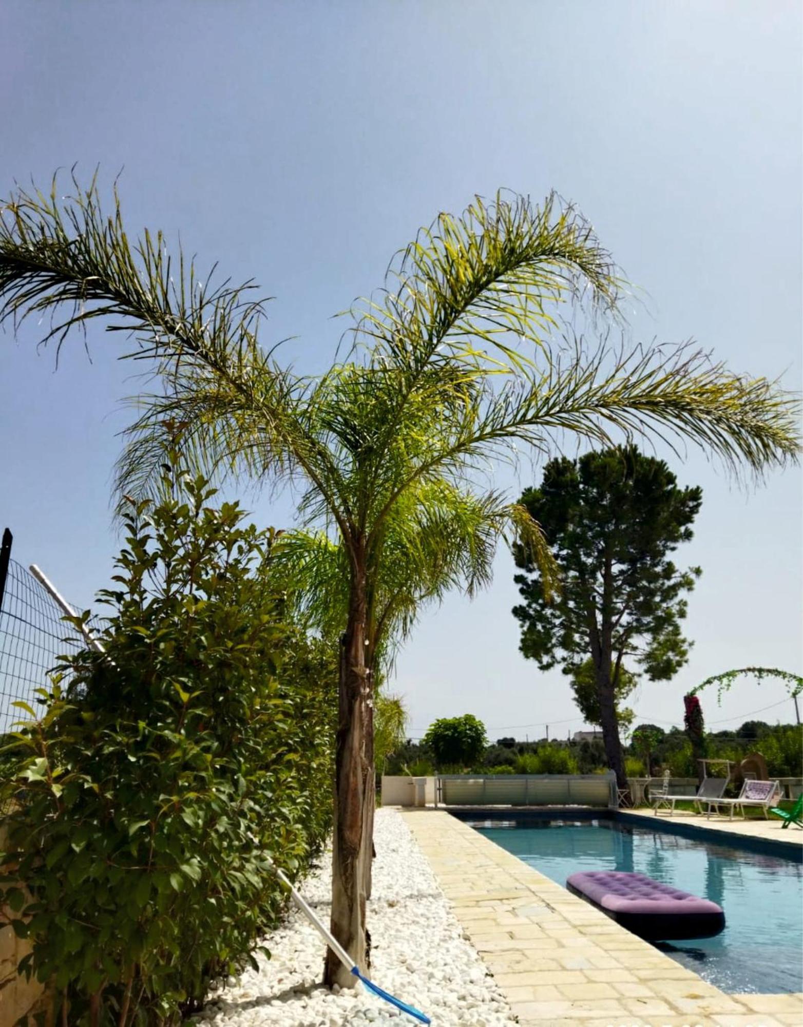 Villa Brachychiton Ostuni Εξωτερικό φωτογραφία
